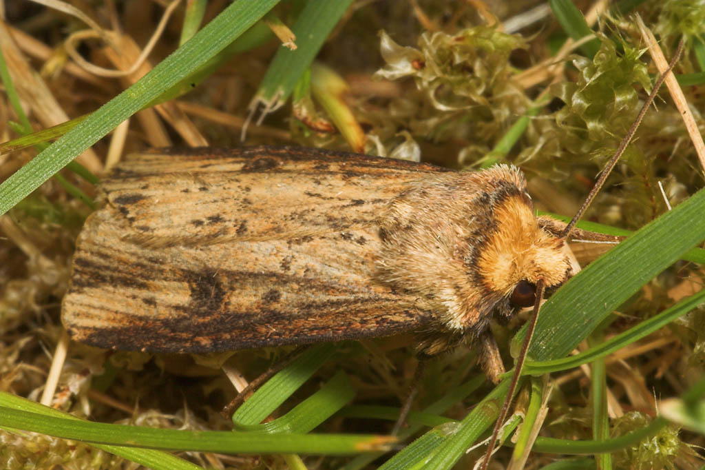 Совка земляная тёмнокрайняя (Axylia putris)