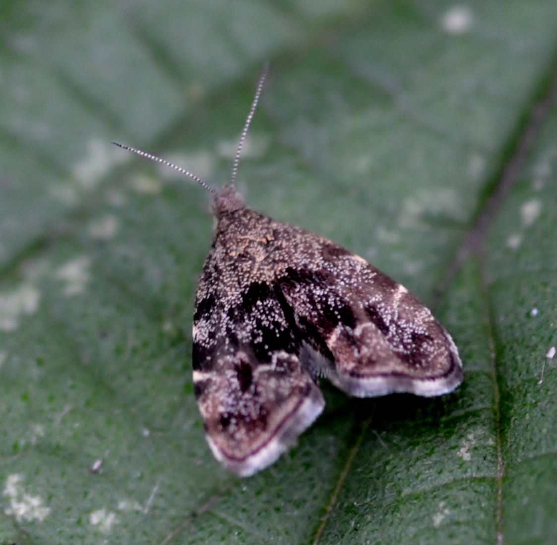 Моле-листовёртка Фабрициуса (Anthophila fabriciana)