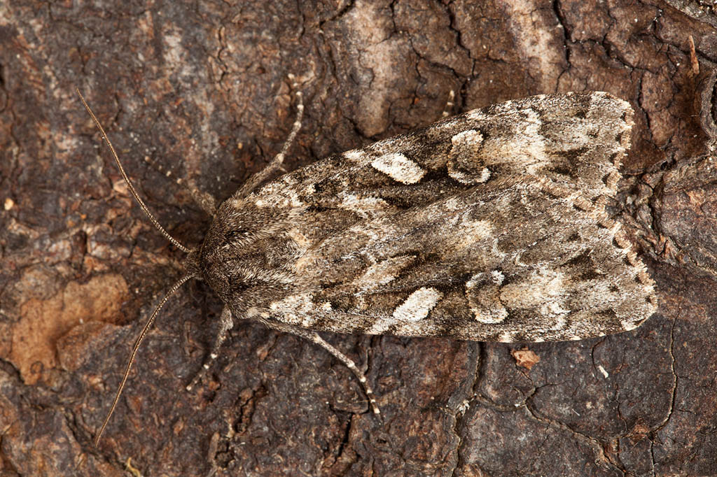 Совка земляная серая (Eurois occulta)