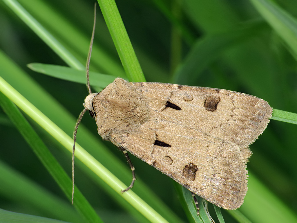 Совка восклицательная (Agrotis exclamationis)