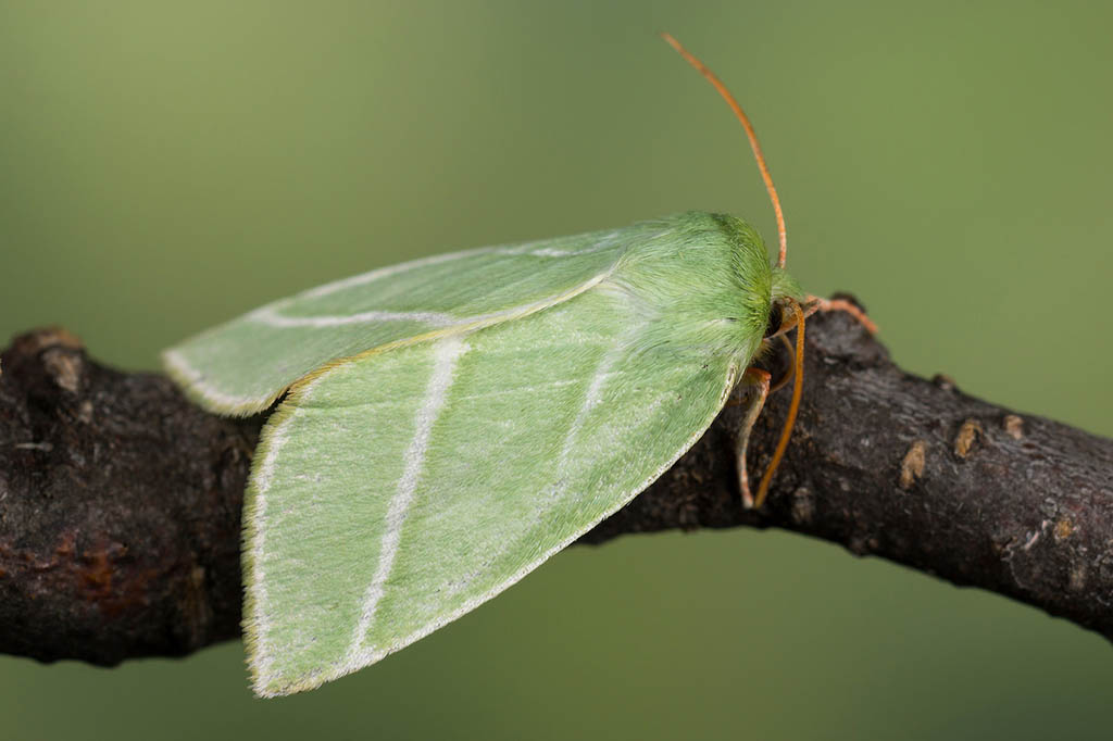 Челночница буковая (Pseudoips prasinana)