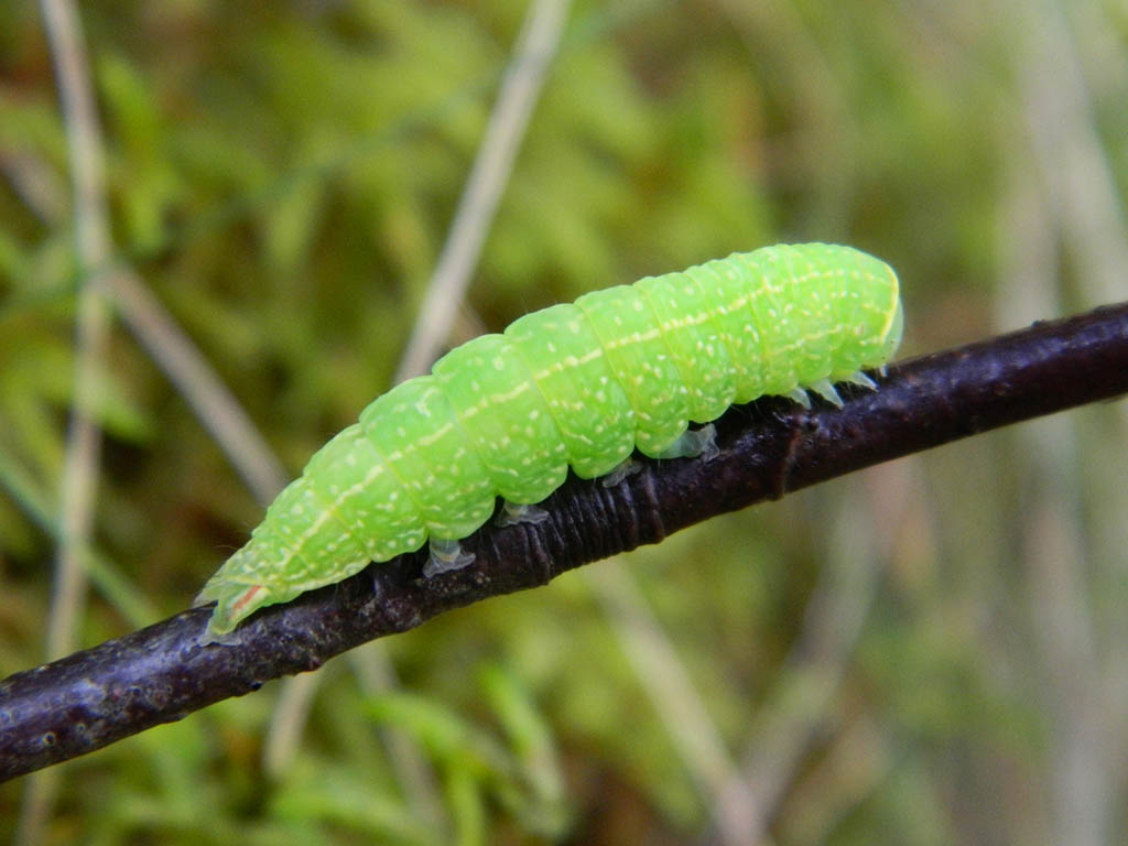 Челночница буковая (Pseudoips prasinana), гусеница