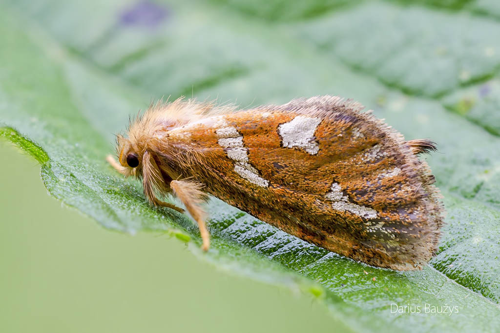 Тонкопряд вересковый (Phymatopus hecta)