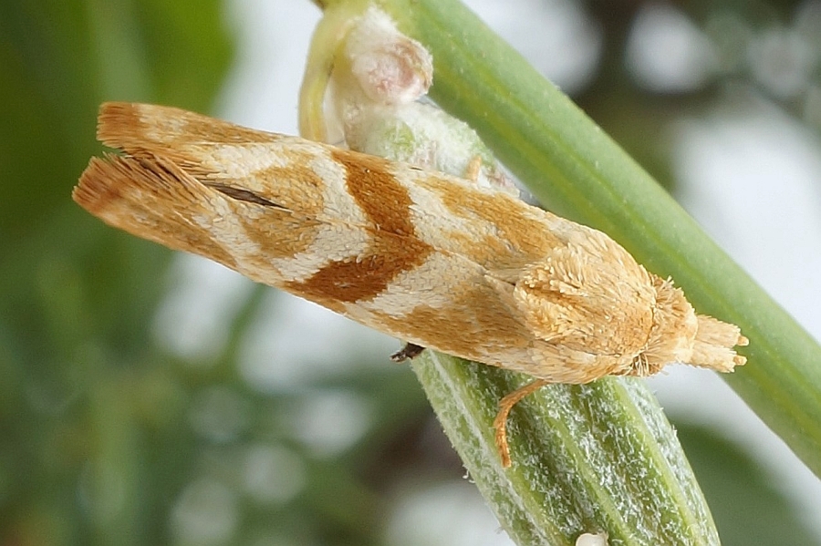 Листовёртка разукрашенная (Cochylimorpha fucatana)