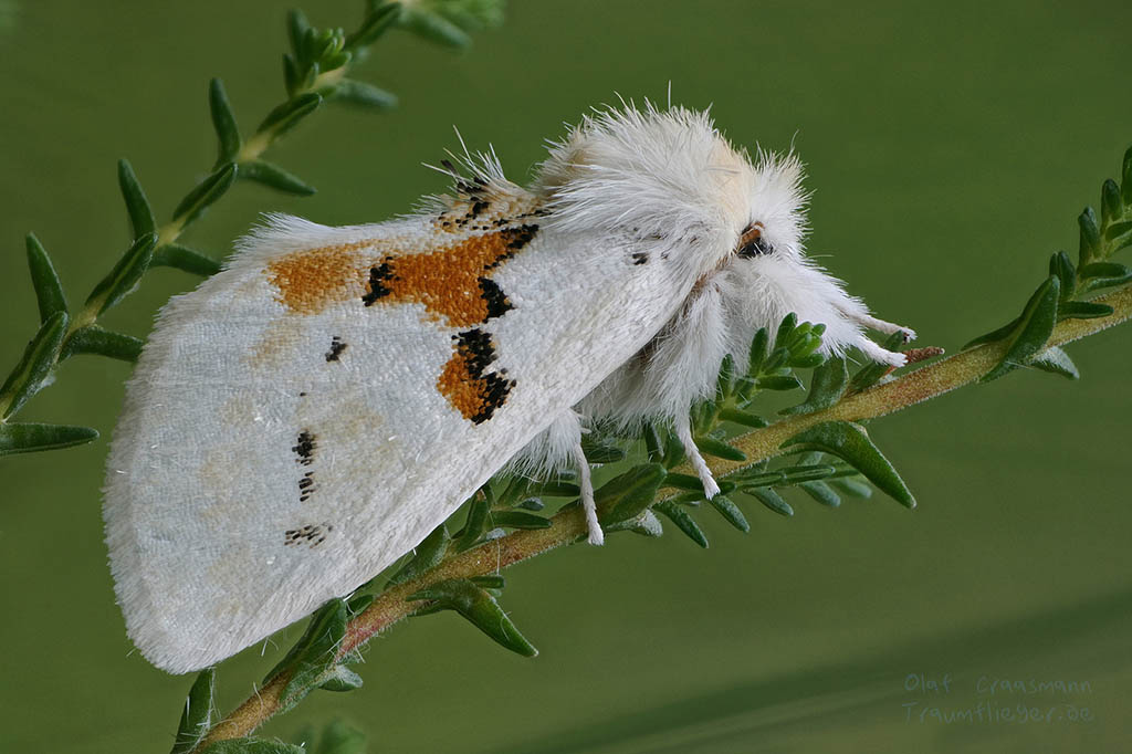 Хохлатка двухцветная (Leucodonta bicoloria)