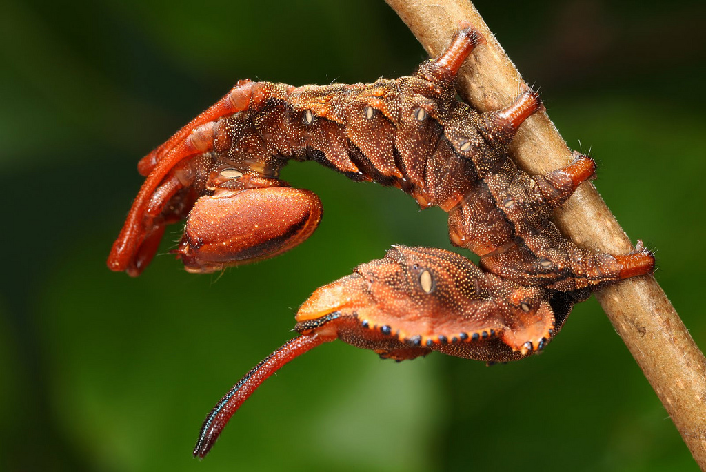 Вилохвост буковый (Stauropus fagi), гусеница