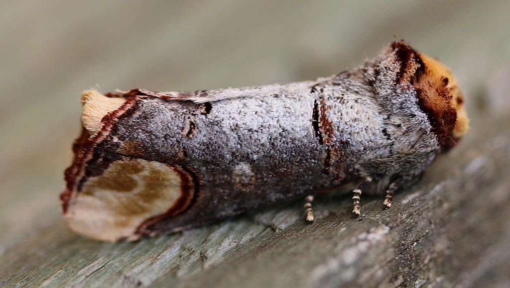 Лунка серебристая (Phalera bucephala)