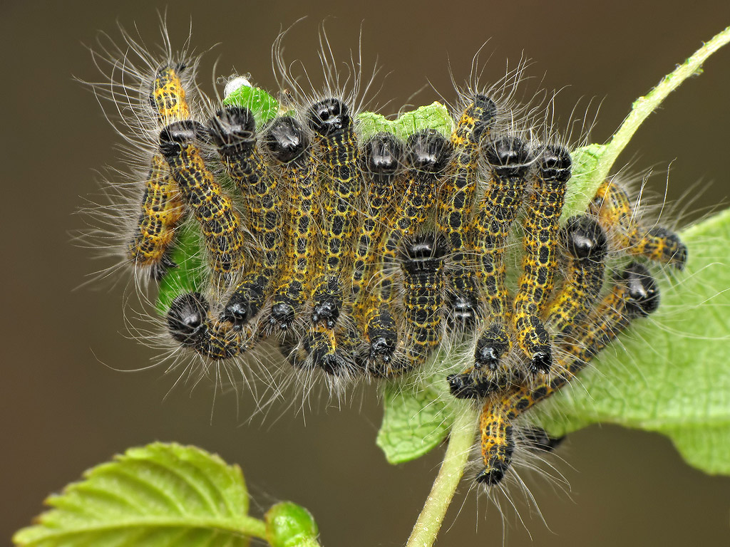 Лунка серебристая (Phalera bucephala), гусеницы