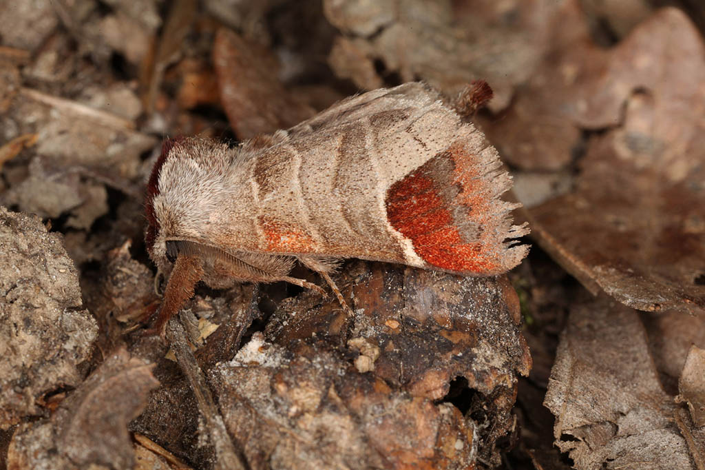 Кисточница хвостатая (Clostera curtula)