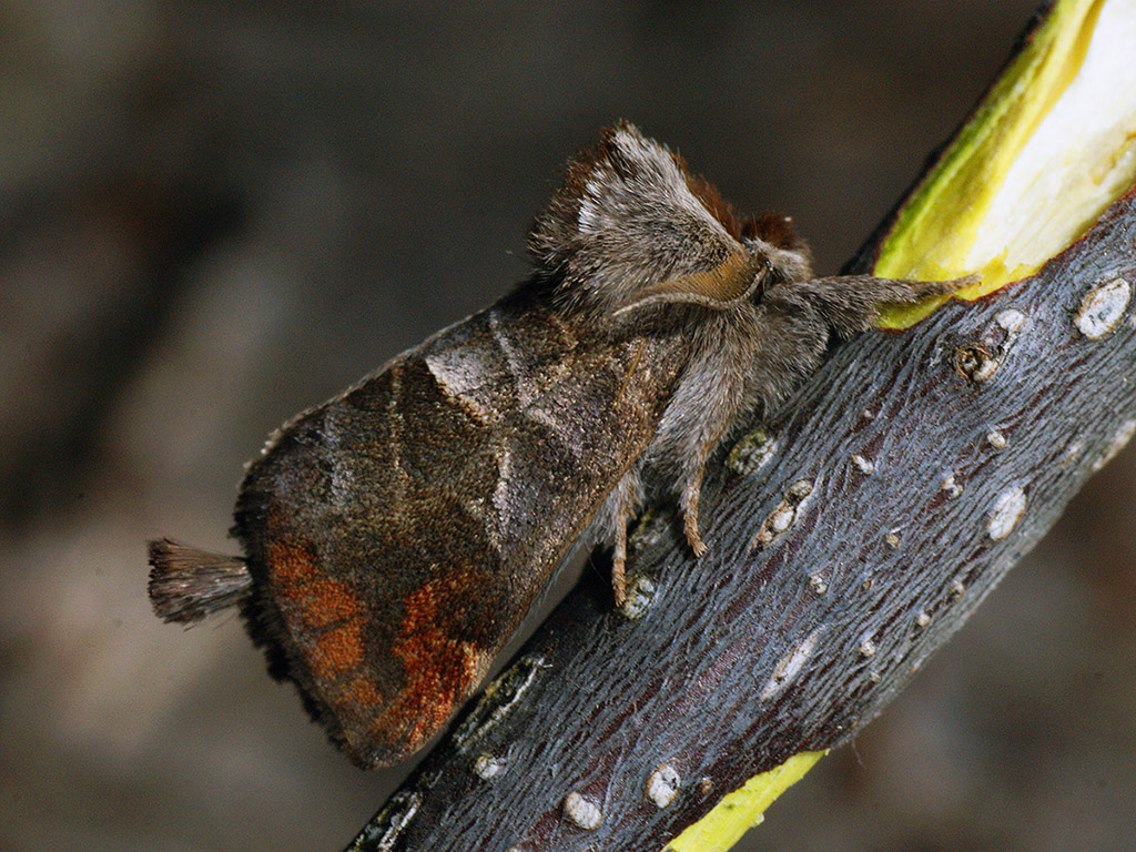 Кисточница малая (Clostera pigra)