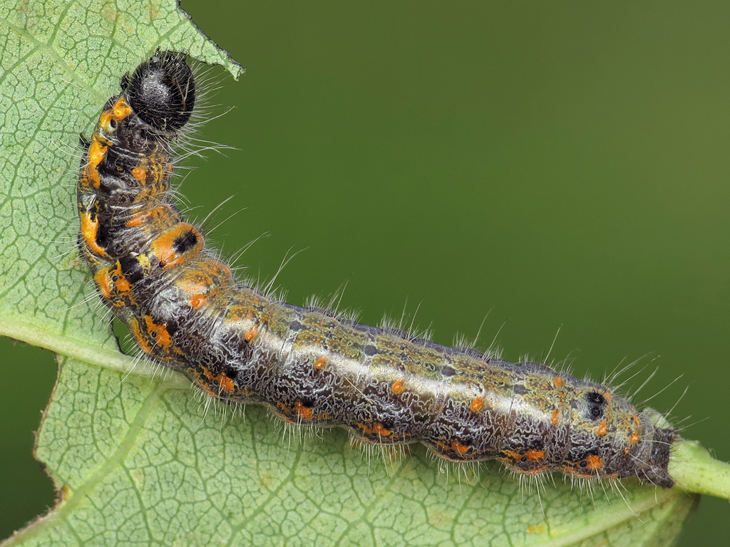 Кисточница малая (Clostera pigra), гусеница