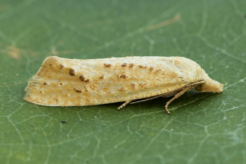 Листовёртка южная (Cochylimorpha meridiana)