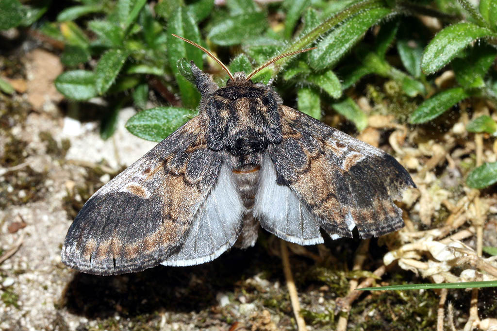 Хохлатка осиновая (Notodonta tritophus)