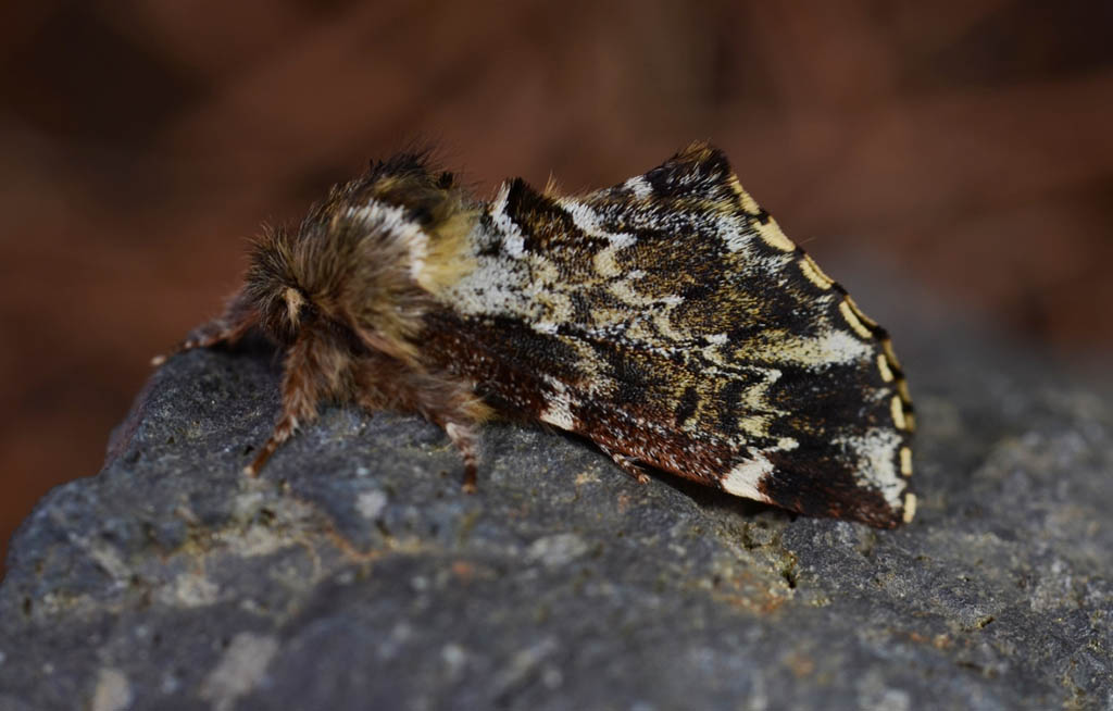 Хохлатка Сиверса (Odontosia sieversii)