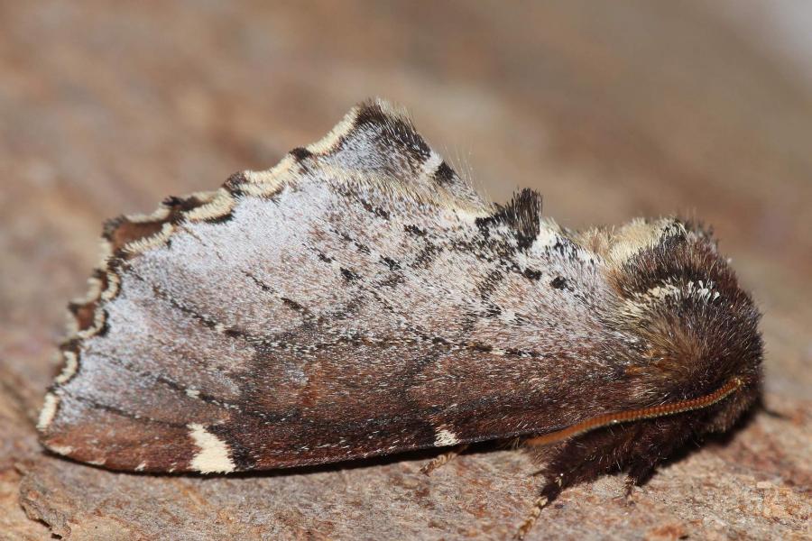 Хохлатка-кармелитка (Odonthosia carmelita)