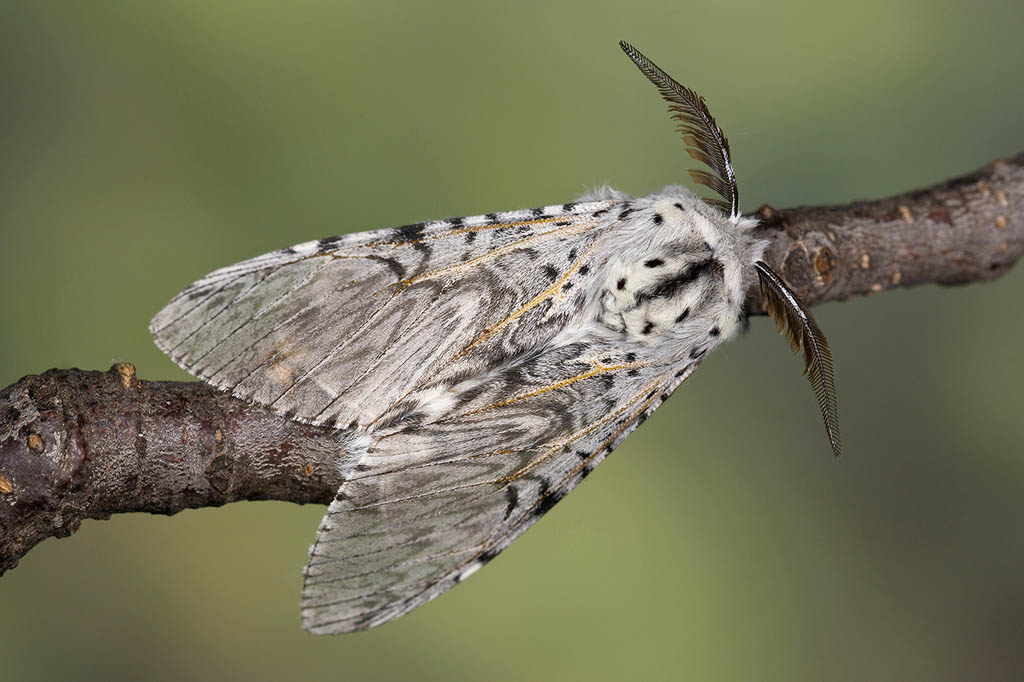 Гарпия большая (Cerura vinula)