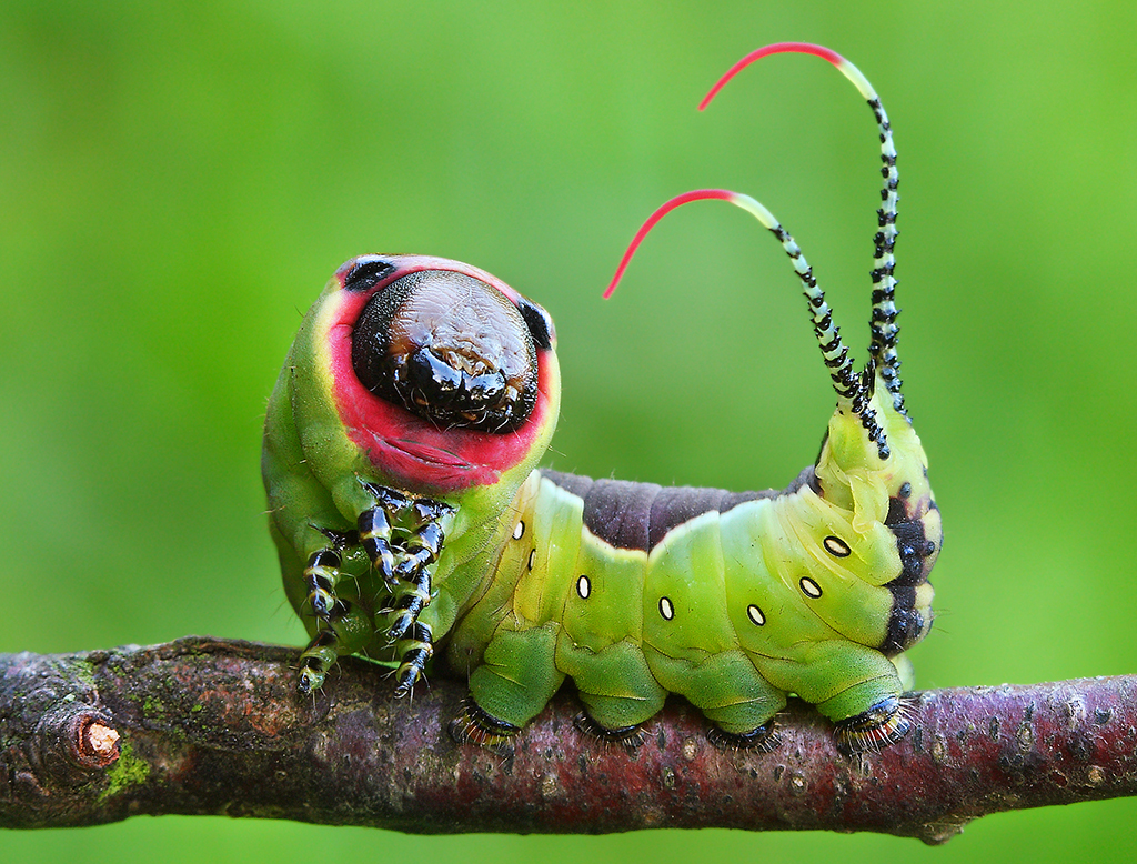 Гарпия большая (Cerura vinula), гусеница