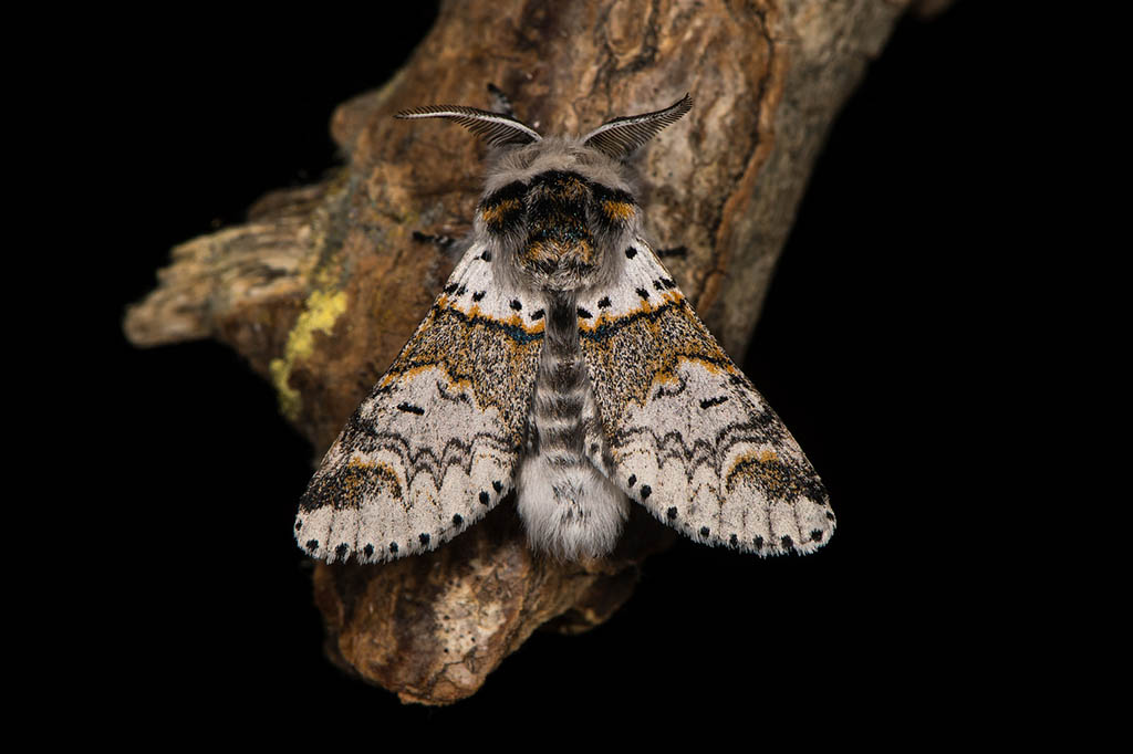 Гарпия ивовая (Furcula furcula)