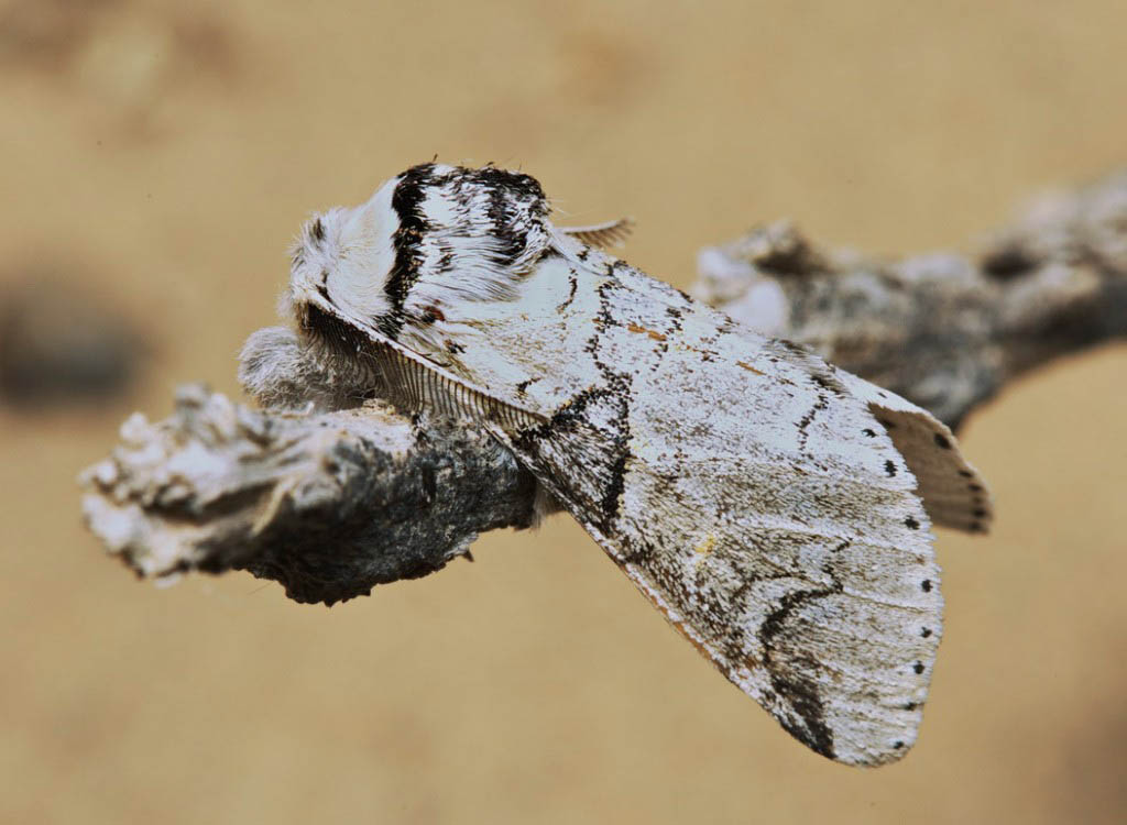 Гарпия жёлтоватая (Furcula aeruginosa)