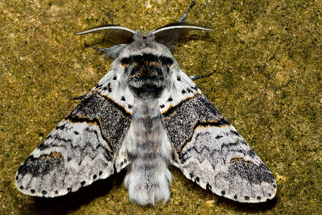 Гарпия тополевая (Furcula bifida)