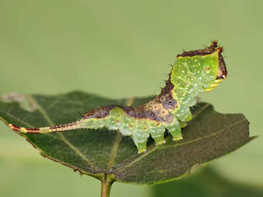 Гарпия тополевая (Furcula bifida), гусеница