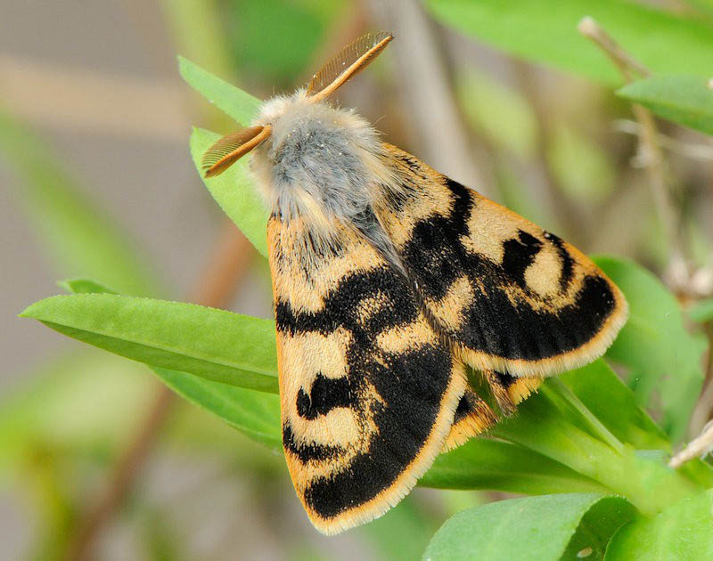 Кистехвост степной (Teia dubia)