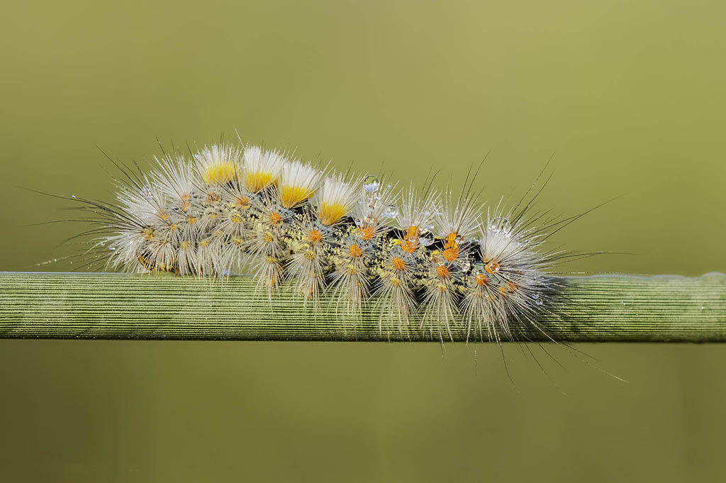 Кистехвост степной (Teia dubia), гусеница