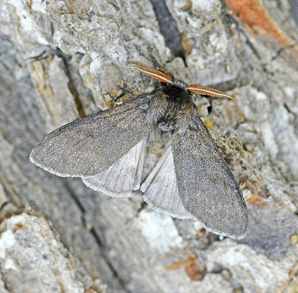 Шерстолапка садовая (Calliteara pudibunda)