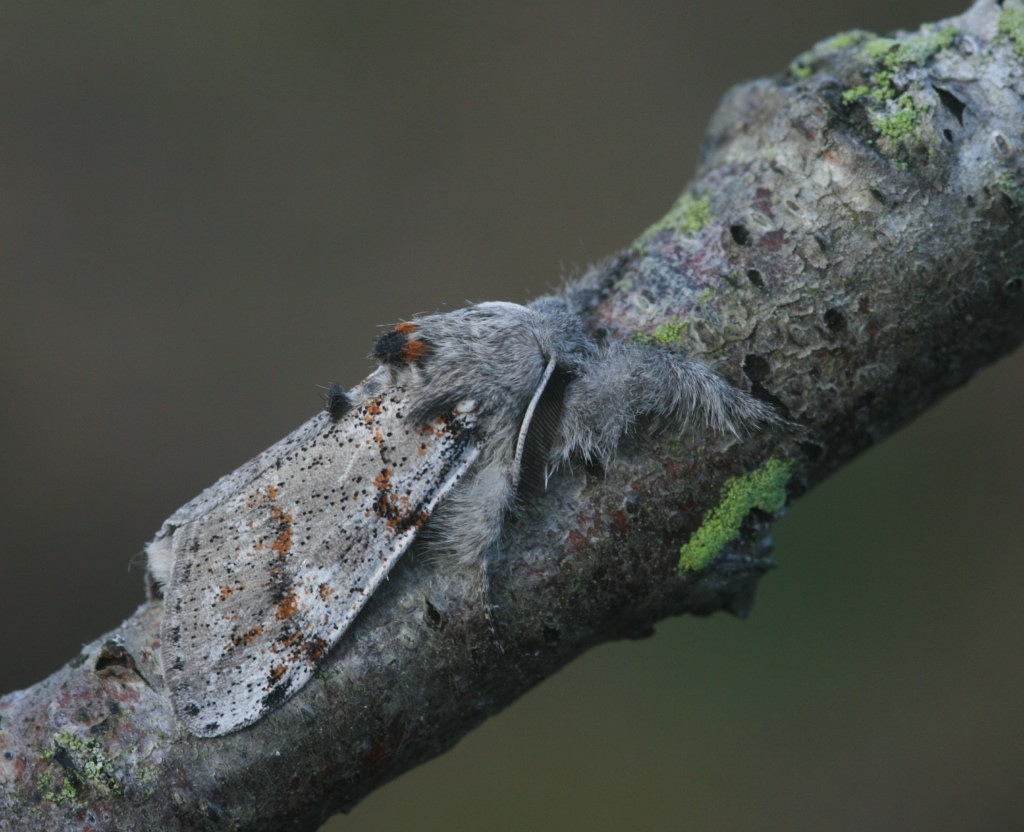 Шерстолапка красновато-серая (Dicallomera fascelina)