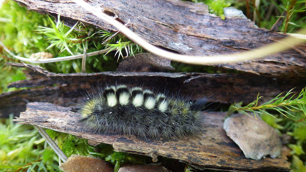 Шерстолапка красновато-серая (Dicallomera fascelina), гусеница