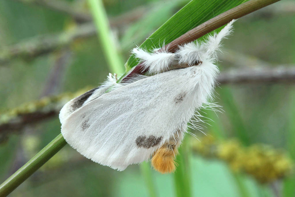 Желтогузка (Euproctis similis)