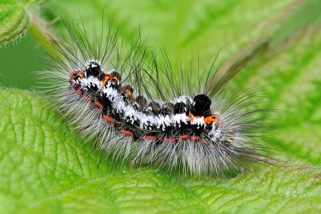 Желтогузка (Euproctis similis), гусеница