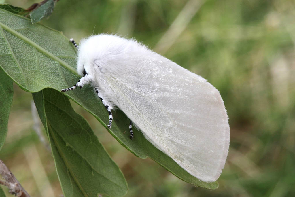 Волнянка ивовая (Leucoma salicis)