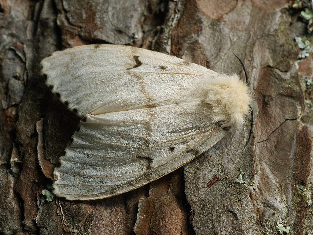 Непарный шелкопряд (Lymantria dispar)