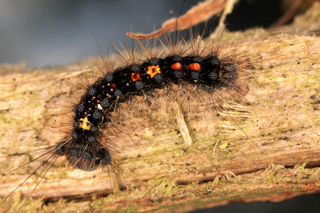 Непарный шелкопряд (Lymantria dispar), гусеница