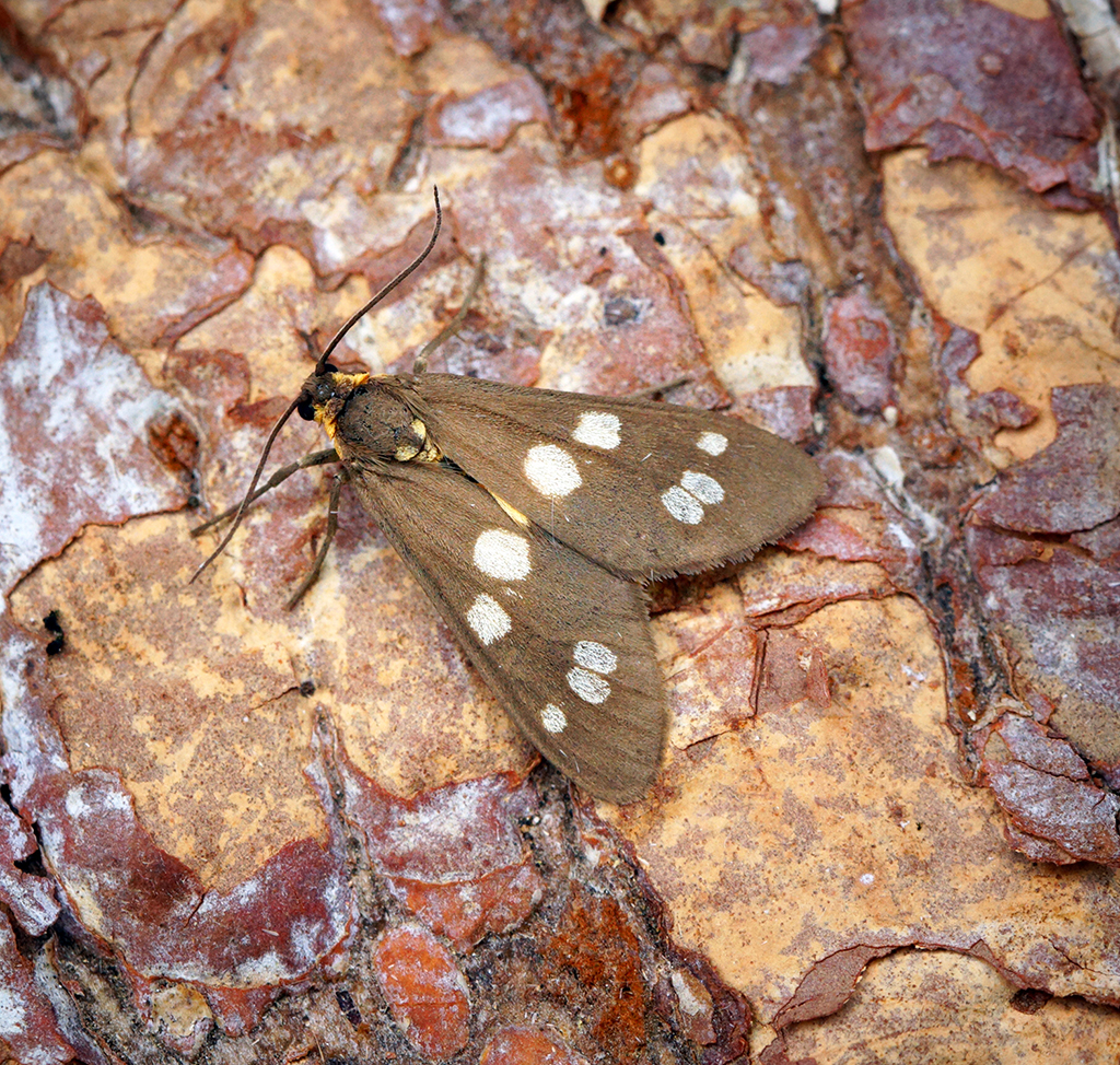 Лжепестрянка пятнистая (Dysauxes punctata)