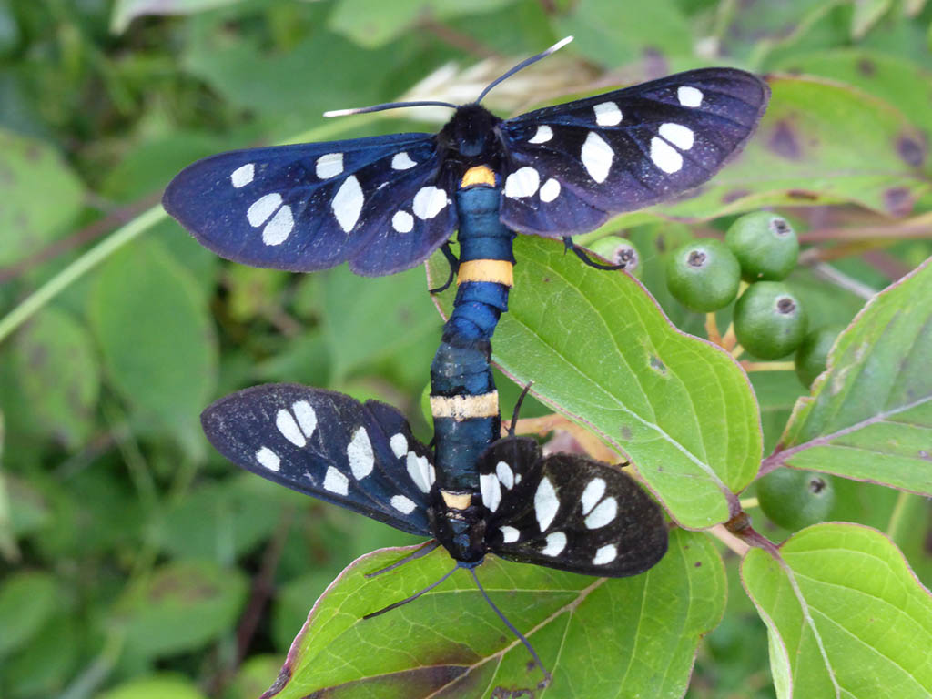 Лжепестрянка обыкновенная (Amata nigricornis)