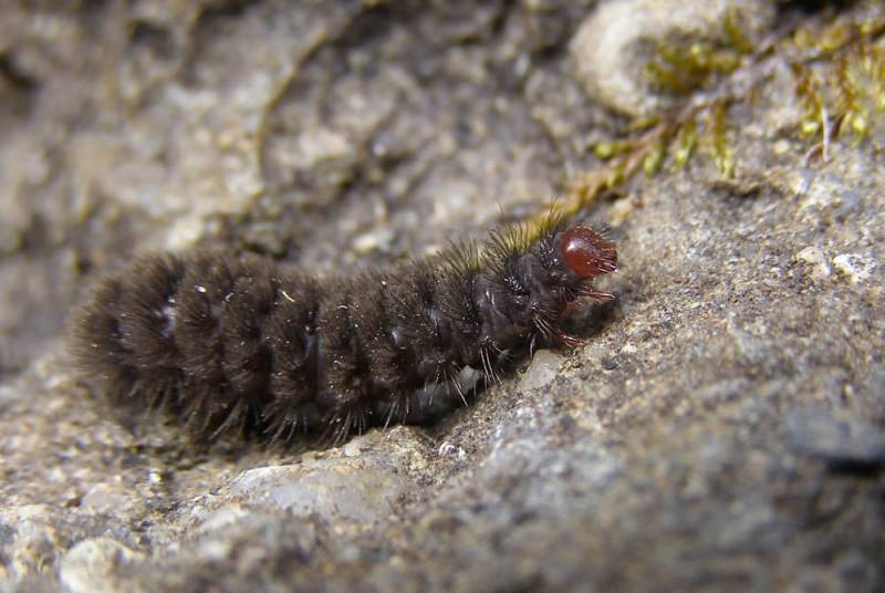 Лжепестрянка обыкновенная (Amata nigricornis), гусеница