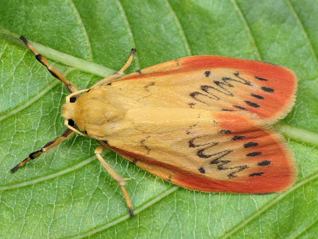 Лишайница розовая (Miltochrista miniata)