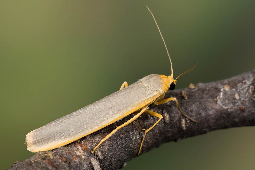 Лишайница тополевая (Eilema complana)