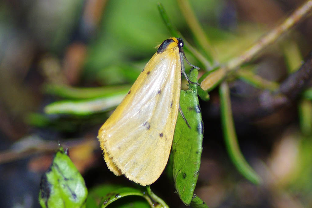 Лишайница молевидная жёлтая (Setina irrorella)