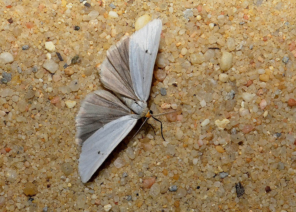 Медведица сетчатая (Coscinia cribraria)