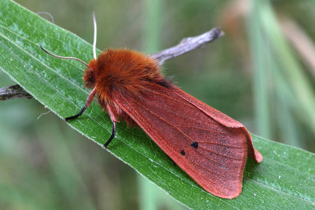 Толстянка бурая (Phragmatobia fuliginosa)