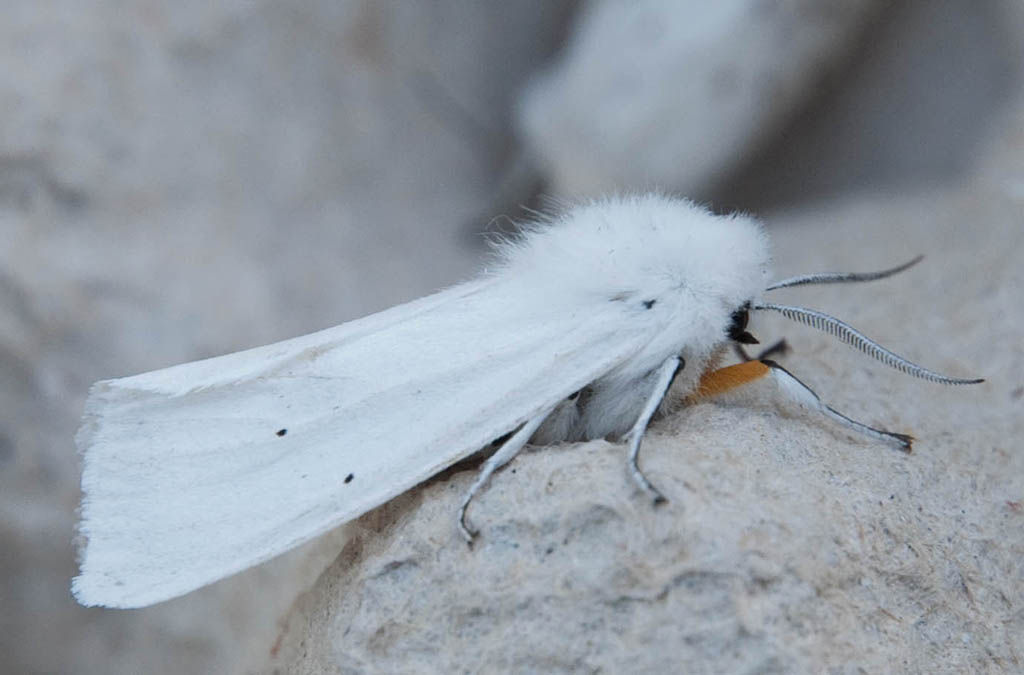 Медведица крапивная (Spilosoma urticae)