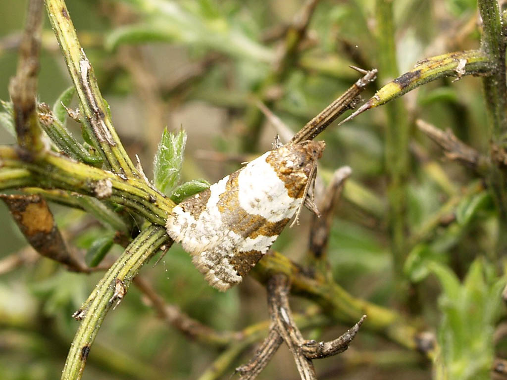 Листовёртка рамапезиевая опоясанная (Periclepsis cinctana)