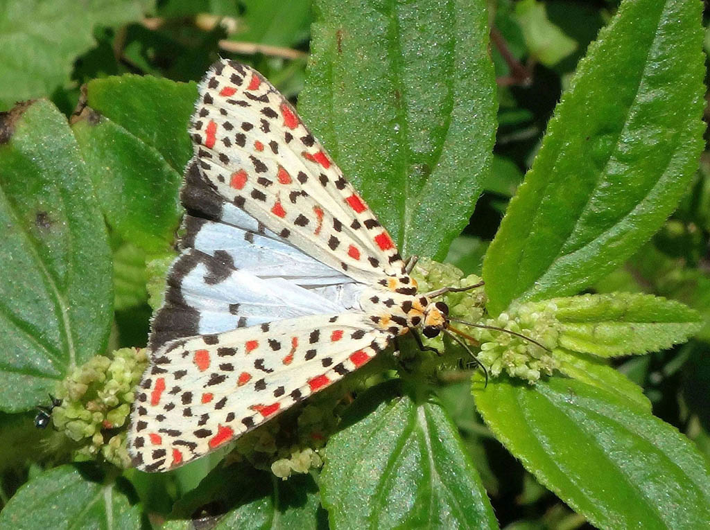 Медведица красноточечная (Utetheisa pulchella)