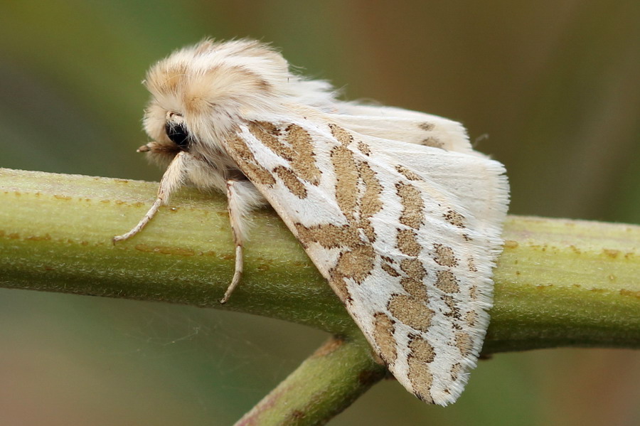 Медведица замечательная (Lacydes spectabilis)