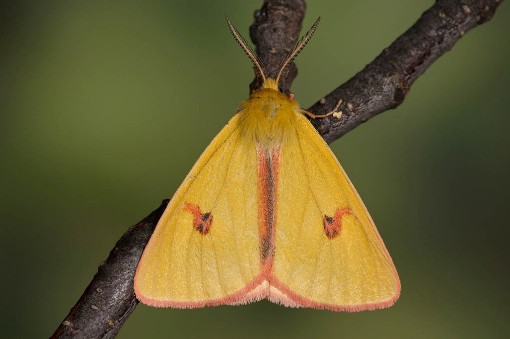 Медведица полевая (Diacrisia sannio)