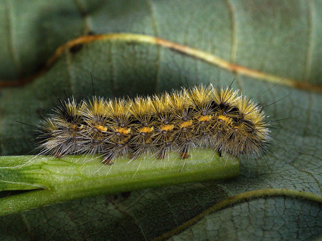 Медведица пурпурная (Rhyparia purpurata), гусеница