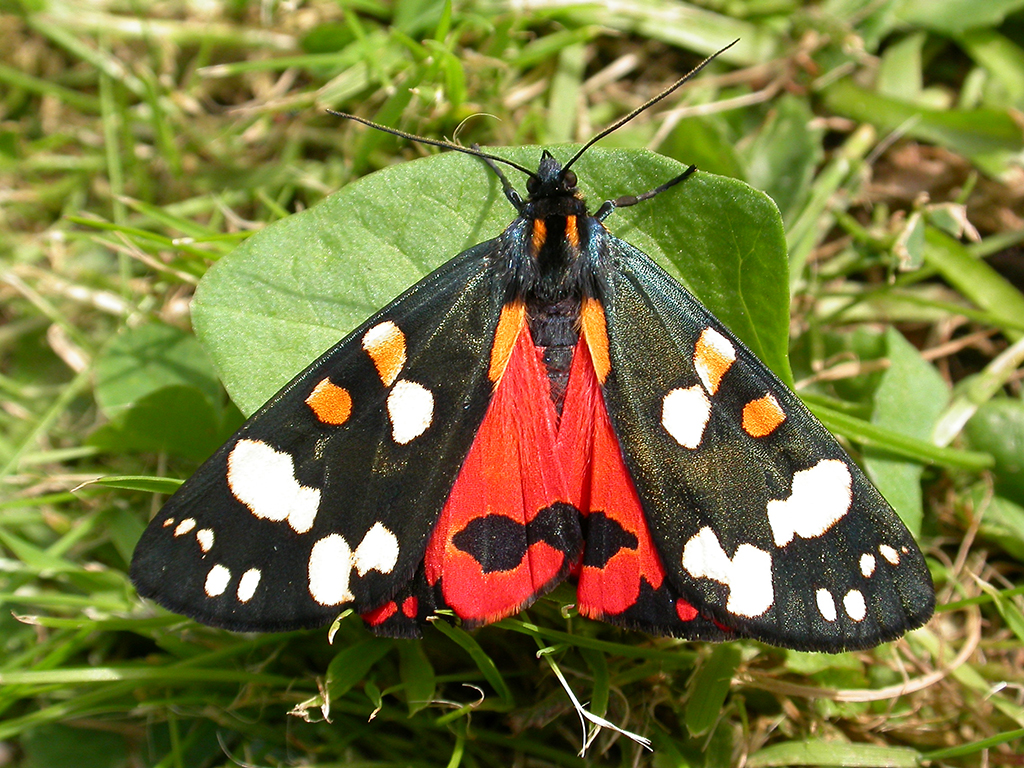 Медведица-госпожа (Callimorpha dominula)